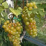 Weingut Stoff Couette-café