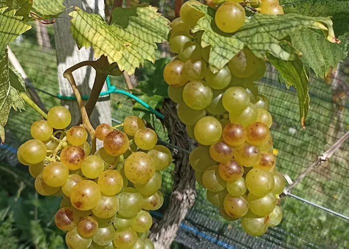 Weingut Stoff Frühstückspension